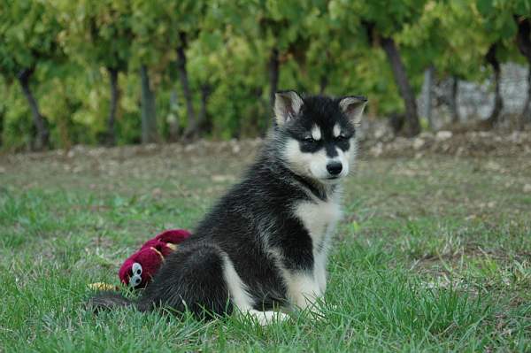 Magic Wolf Himalaya (rose)