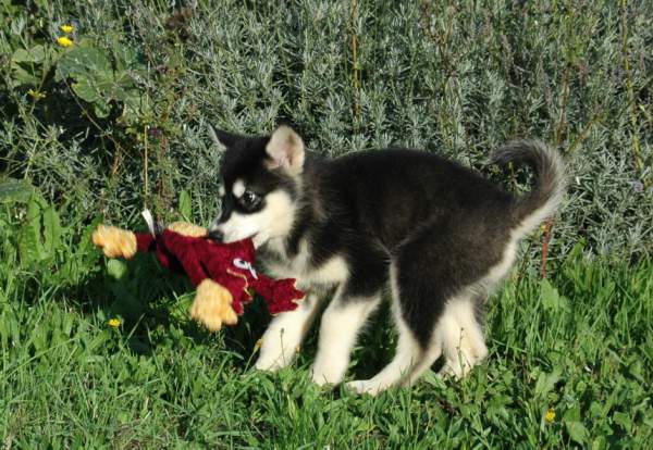 Magic Wolf Himalaya (rose)