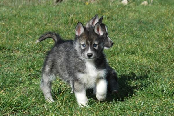 Magic Wolf Hypnotic blue eyes dit halcatraz