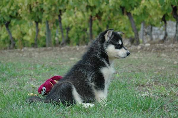 Magic Wolf Himalaya (rose)