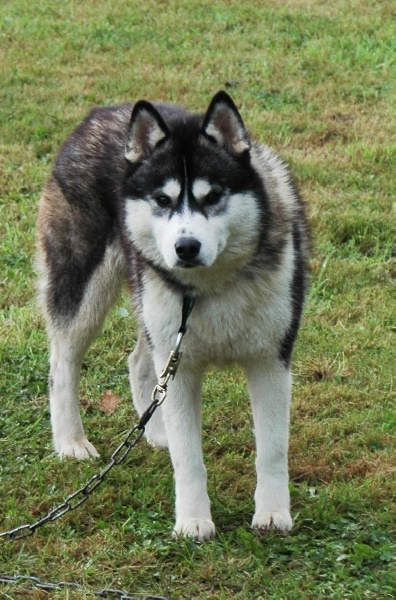CH. Color dark angel (dite caya) Of cool water