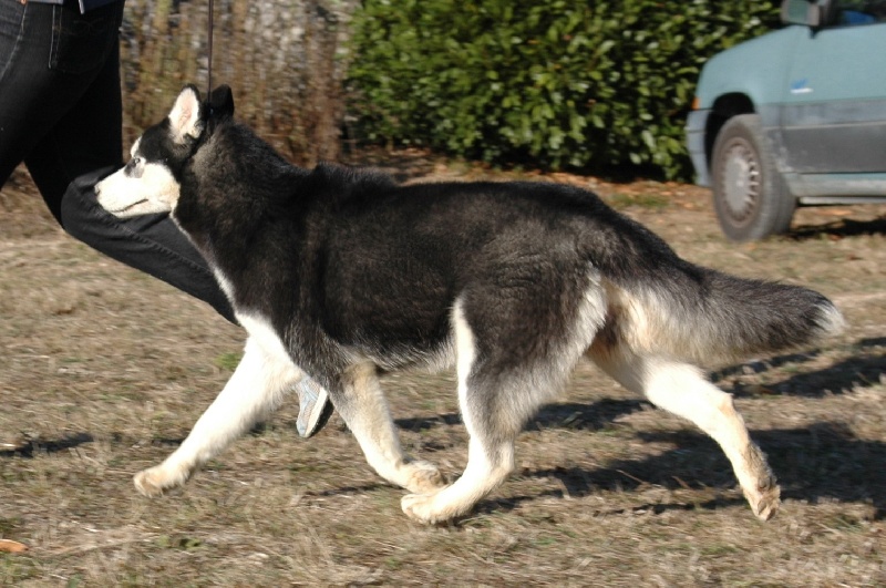 Magic Wolf Elyxir diabolic ( dite ebène)