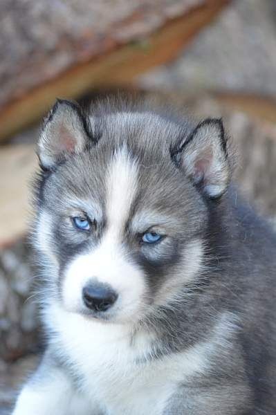 Magic Wolf Nebraska dit nounou