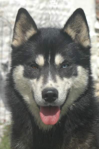 Magic Wolf Finnmark (dite chipie)