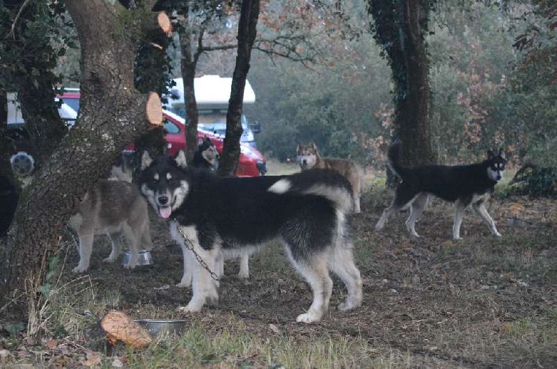 Magic Wolf Lune noire dit loupy