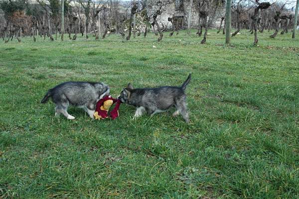 Magic Wolf Hypnotic blue eyes dit halcatraz