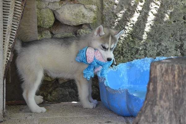 Magic Wolf Nanouk (grise)