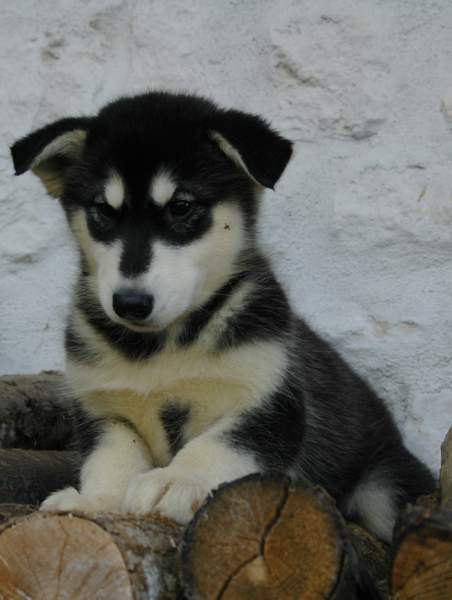 Magic Wolf Himalaya (rose)