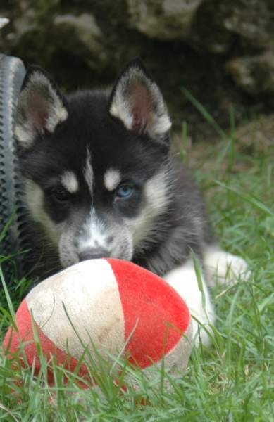 Magic Wolf Finnmark (dite chipie)