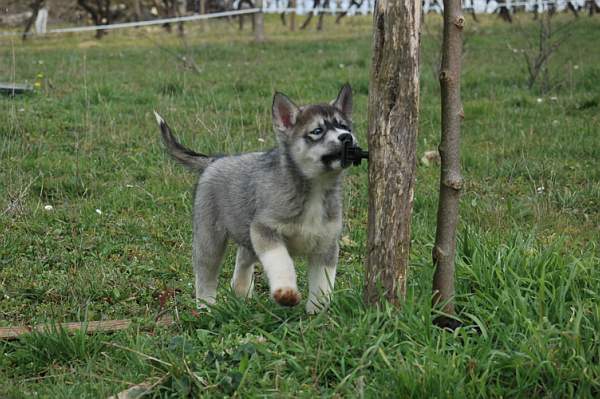 Magic Wolf Hypnotic blue eyes dit halcatraz