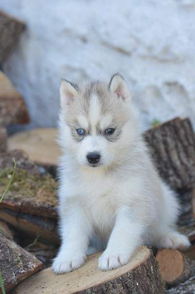 Magic Wolf Neige