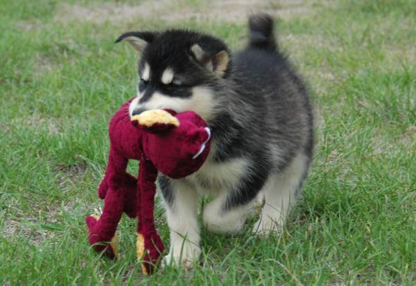 Magic Wolf Himalaya (rose)