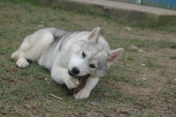 Publication : Magic Wolf Auteur : Magic Wolf, Fusion 19 mois