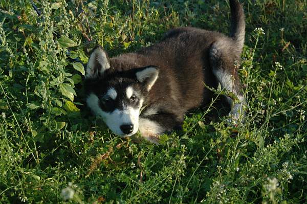 Magic Wolf Demon of the black diamond (dite demon)