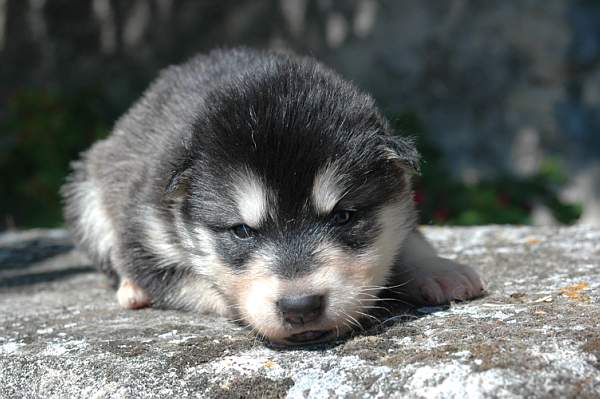 Magic Wolf Himalaya (rose)