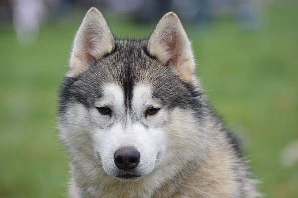Lovely boy dit link des reves des neiges