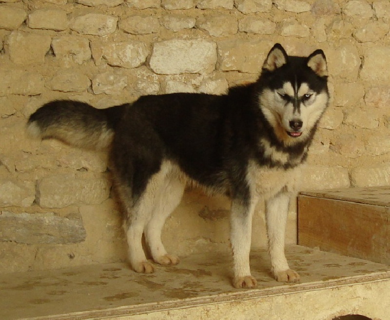 Magic Wolf Elyxir diabolic ( dite ebène)