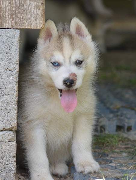 Magic Wolf Neige