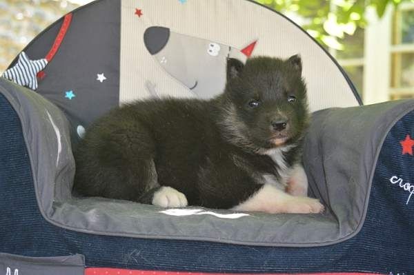 Magic Wolf Lune noire dit loupy