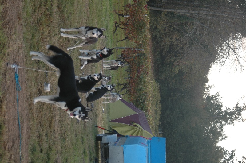 Magic Wolf Alaska 1