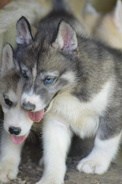 Magic Wolf Nanouk (grise)