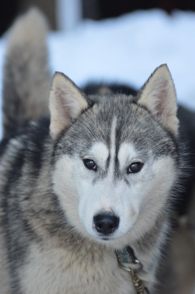 Magic Wolf Nanouk (grise)