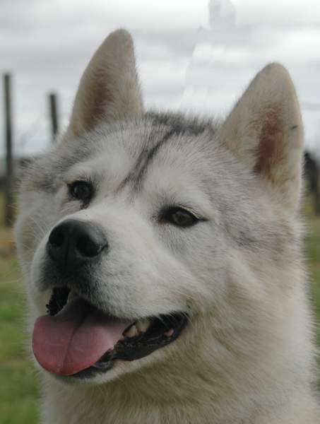 Publication : Magic Wolf Auteur : Magic Wolf, Fusion 19 mois