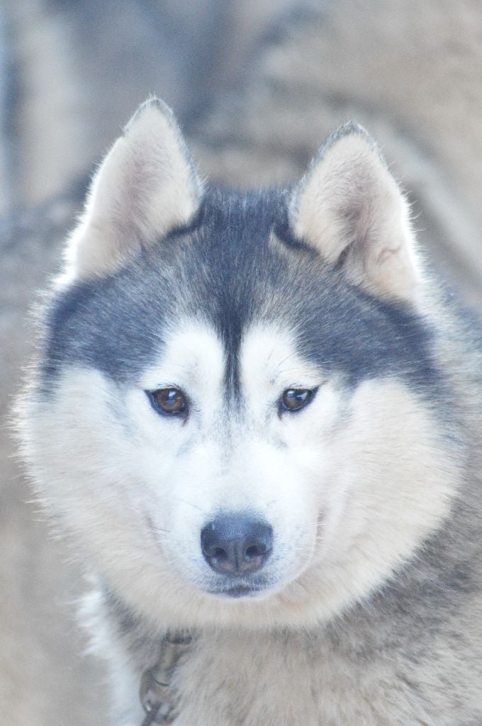 Lovely boy dit link des reves des neiges