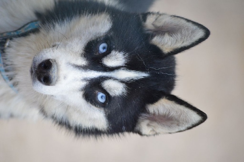 Magic Wolf Just doudou dite doudou