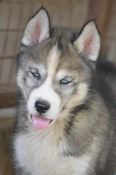 Magic Wolf Nebraska dit nounou