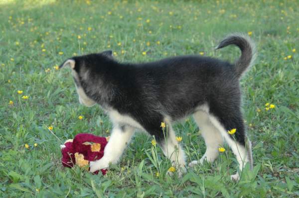 Magic Wolf Himalaya (rose)