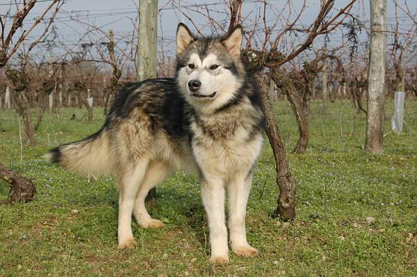 Houmiack of Red Eyes Woolf Shadow