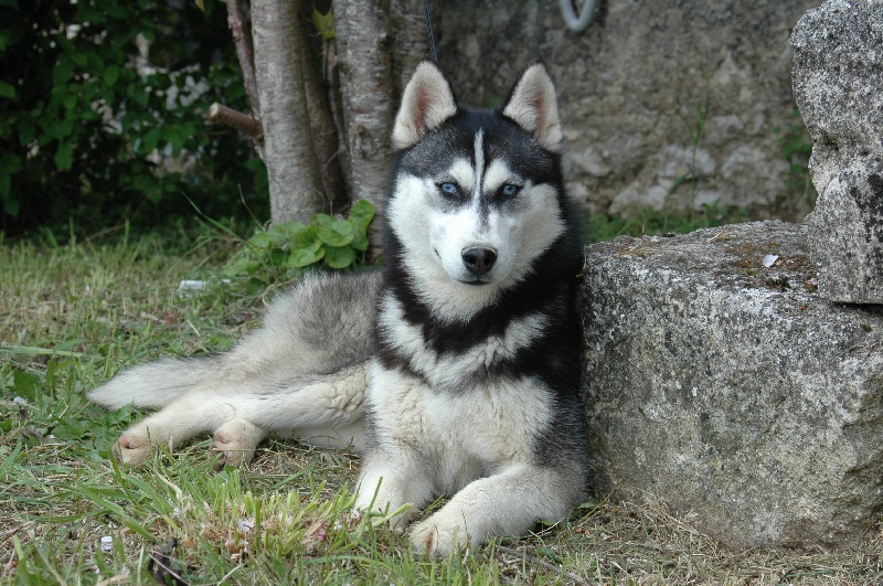 Magic Wolf Coyotte girl