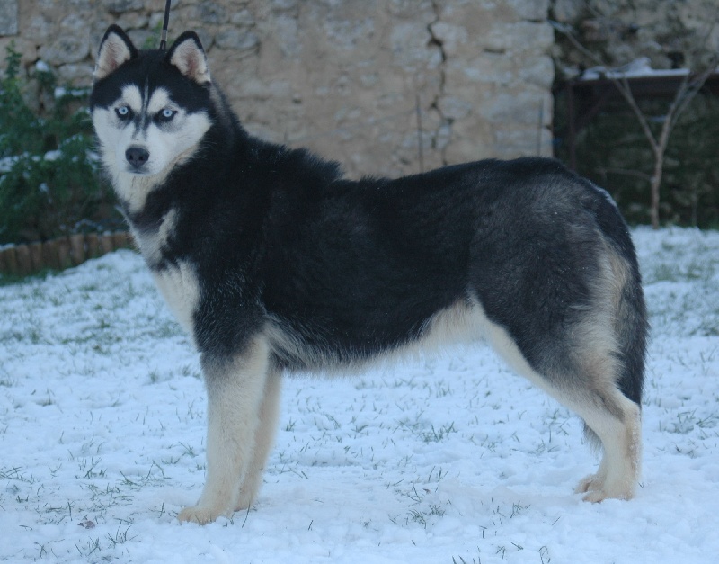 Magic Wolf Elyxir diabolic ( dite ebène)
