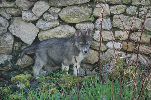 Magic Wolf Hypnotic blue eyes dit halcatraz