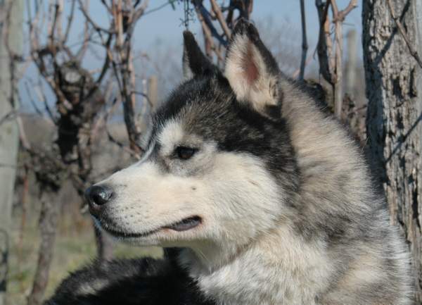 CH. Color dark angel (dite caya) Of cool water