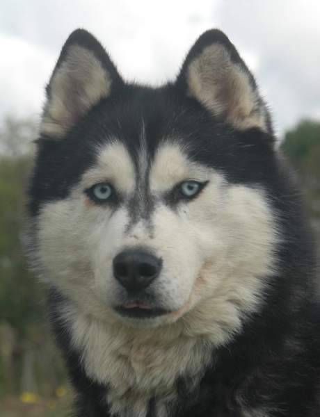 Magic Wolf Elyxir diabolic ( dite ebène)