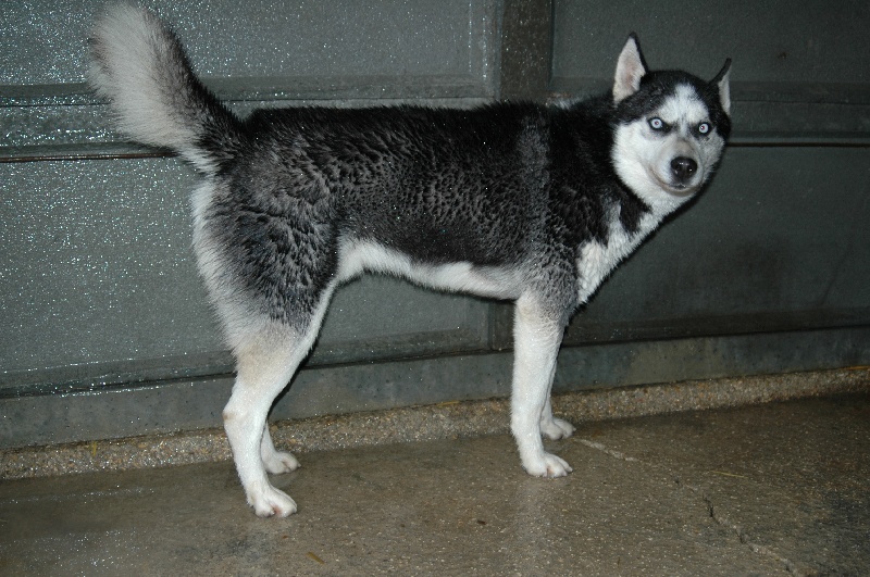 Magic Wolf Alaska 1