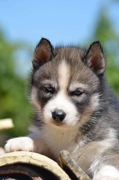 Magic Wolf Nebraska dit nounou