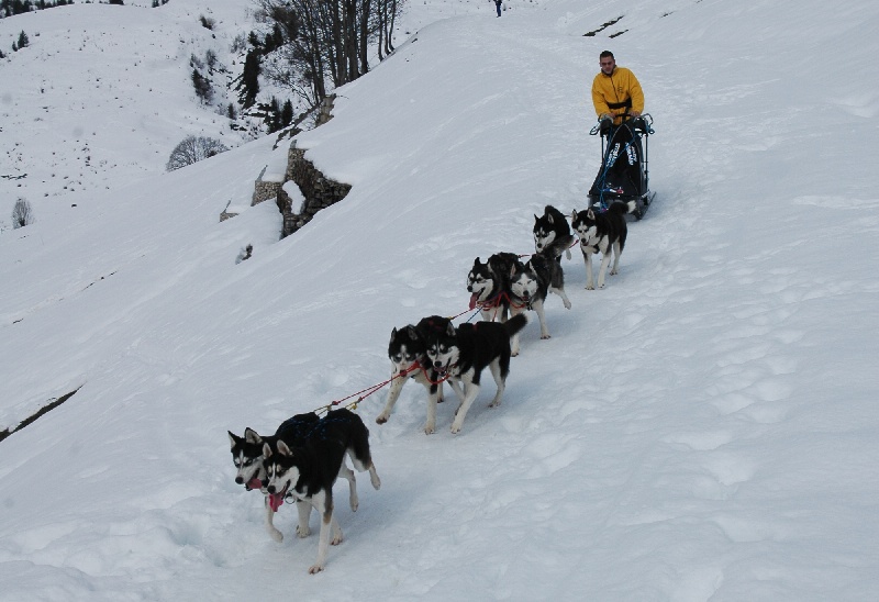 Magic Wolf Alaska 1