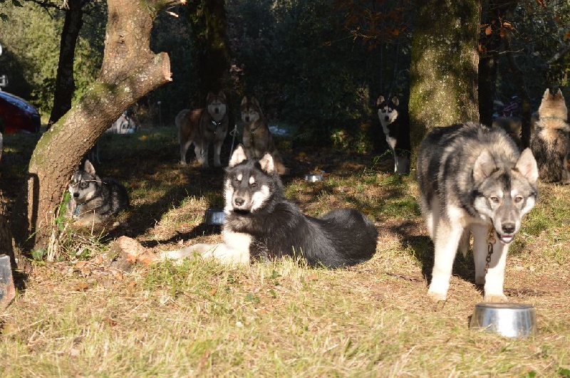 Magic Wolf Lune noire dit loupy
