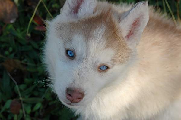 Magic Wolf Guess
