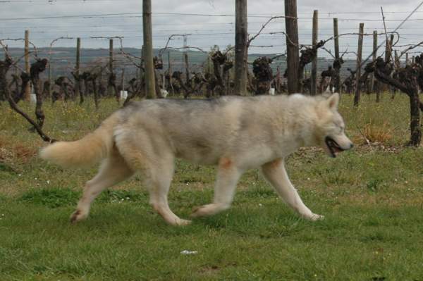 Publication : Magic Wolf Auteur : Magic Wolf, Fusion 19 mois