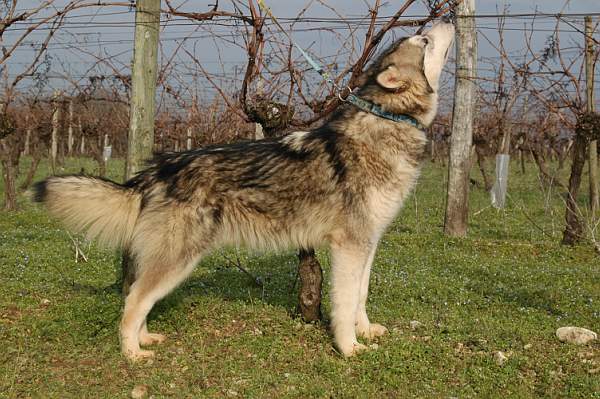 Houmiack of Red Eyes Woolf Shadow