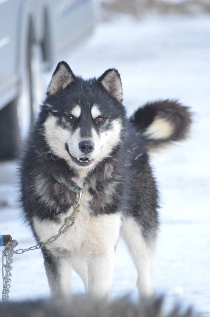 Magic Wolf Lune noire dit loupy