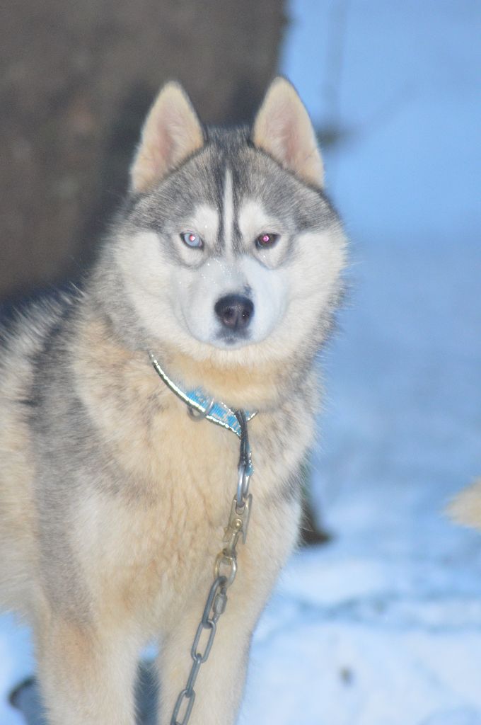 Magic Wolf Neige
