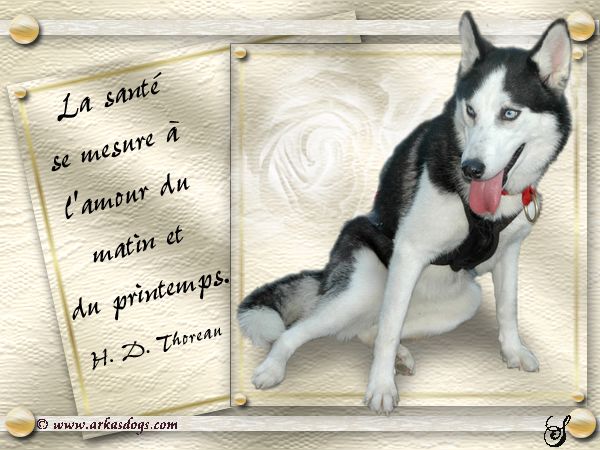 Photo Elevage Magic Wolf Eleveur De Chiens Siberian Husky