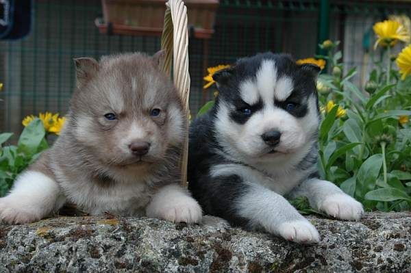 Magic Wolf J'suis trop belle dite j'allucine