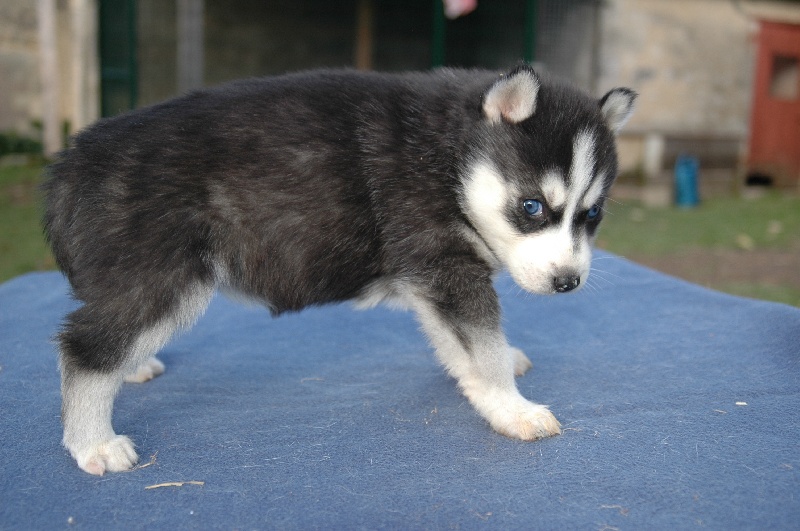 Magic Wolf Coyotte girl