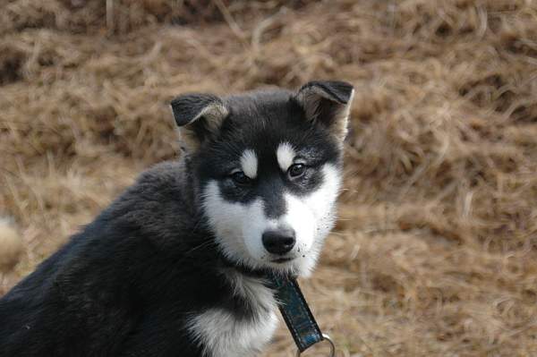 Magic Wolf Himalaya (rose)